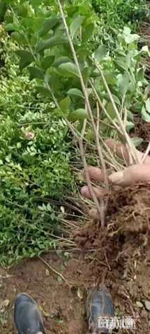 高度50厘米金叶女贞