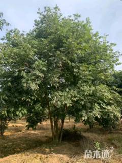50公分丛生无患子