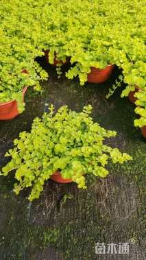 高度5厘米金叶过路黄