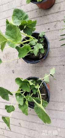 高度25厘米蜀葵