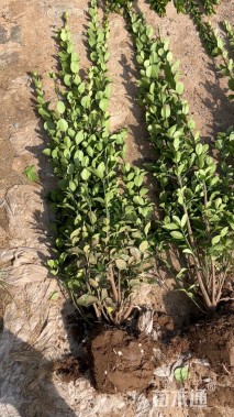 高度120厘米北海道黄杨