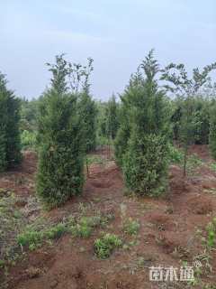 高度180厘米塔柏