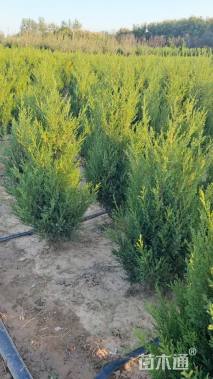 高度80厘米蜀桧
