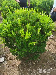 冠幅100厘米小叶黄杨球