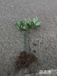 高度25厘米万年青