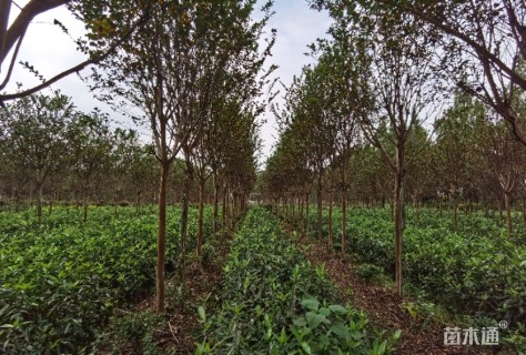 高度500厘米速生紫薇