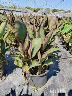 高度40厘米紫叶美人蕉