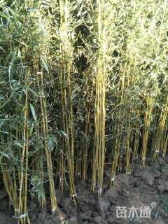 地栽苗早园竹