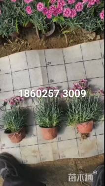 高度15厘米五彩石竹