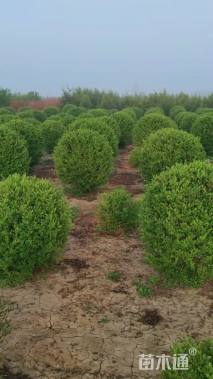 高度150厘米水蜡球