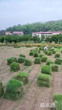 草卷状马尼拉草