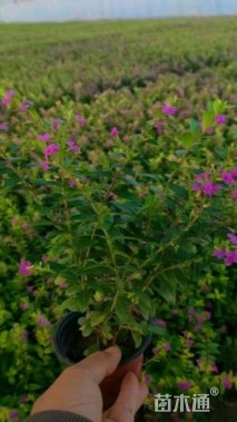 高度20厘米满天星