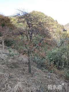 高度200厘米羽毛枫