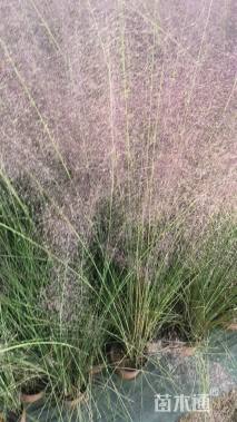 高度100厘米粉黛乱子草