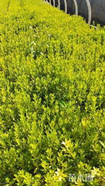 高度20厘米杜鹃