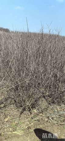 冠幅100厘米贴梗海棠球