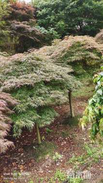 高度200厘米羽毛枫