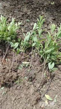 高度30厘米杜鹃