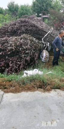 高度400厘米丛生紫薇