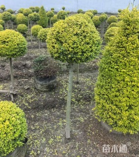 高度100厘米亮金女贞