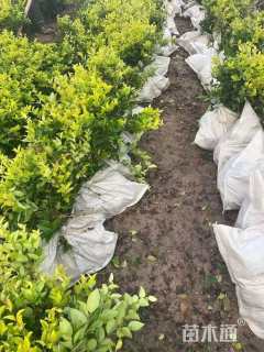 高度40厘米金森女贞