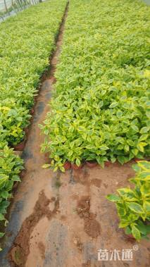 高度30厘米花叶连翘