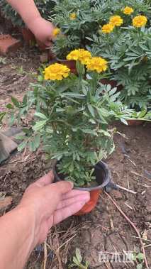 高度10厘米孔雀草