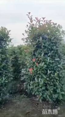 高度280厘米红叶石楠柱