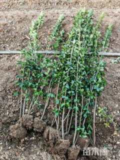 高度40厘米北海道黄杨