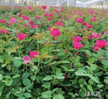 高度20厘米洒金柏