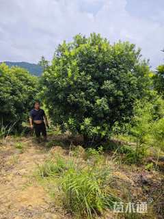 12公分丛生杨梅