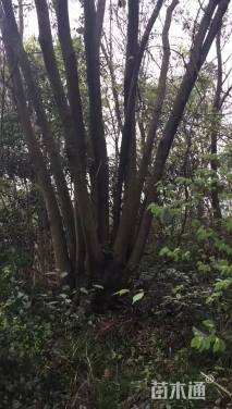 130公分朴树