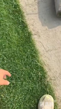 富裕种业高羊茅种子