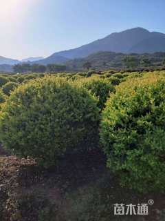 冠幅250厘米金森女贞球