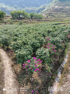 高度90厘米紫花三角梅