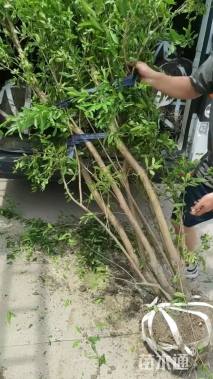 高度150厘米木芙蓉