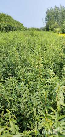 高度50厘米连翘