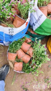 高度35厘米满天星