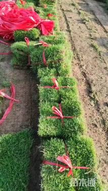 草卷状马尼拉草