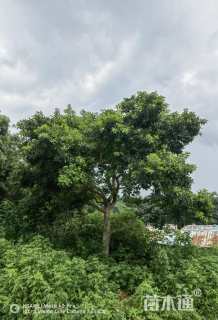 22公分红果冬青