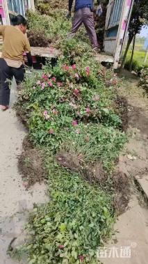 高度40厘米丰花月季