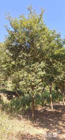 13公分黄花风铃木