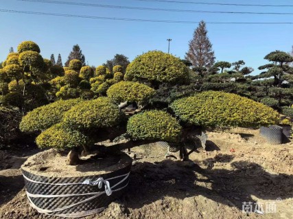 1公分造型亮金女贞