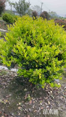 冠幅120厘米金森女贞球