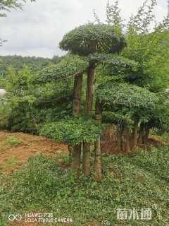 15公分对节白蜡