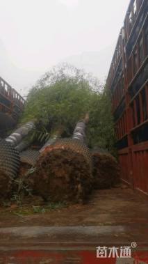 高度180厘米芭蕉