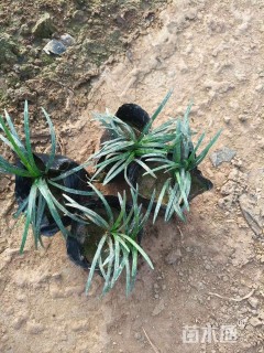 高度10厘米麦冬