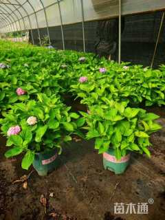 高度15厘米红花酢浆草