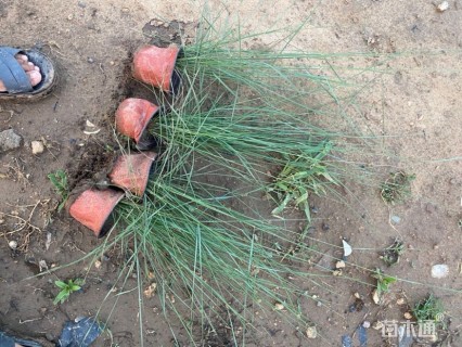 高度28厘米粉黛乱子草