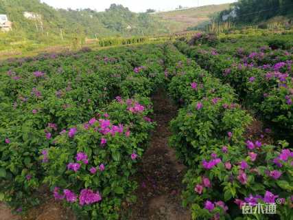 高度80厘米紫花三角梅